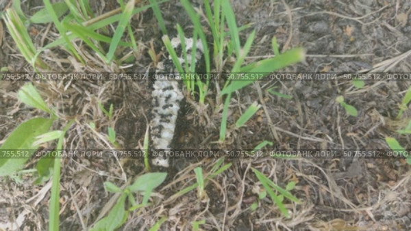 Ants collect something edible from the bones lying on the ground and carry it to the anthill. Other ants collect building materials for the anthill. Стоковое видео, видеограф Андрей Жигальцов / Фотобанк Лори