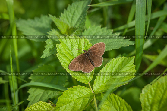Aphantopus hyperanthus butterfly on a green plant in the garden. Стоковое фото, агентство Ingram Publishing / Фотобанк Лори