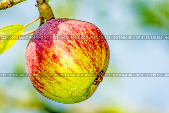 apple on tree. Стоковое фото, фотограф Hans-Joachim Schneider / PantherMedia / Фотобанк Лори