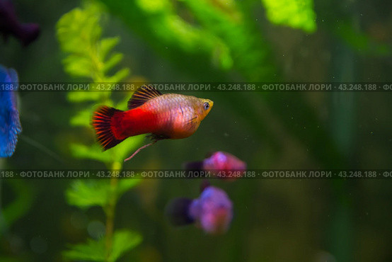 Aquarist, aqua fish. Poecilia,   Mollienesia is a genus of fish of the family of viviparous fishtooths (Peciliaceae), Platy Xiphophorus Maculatus widespread among aquarists around the world. Стоковое фото, фотограф Evgenii Predibailo / Фотобанк Лори