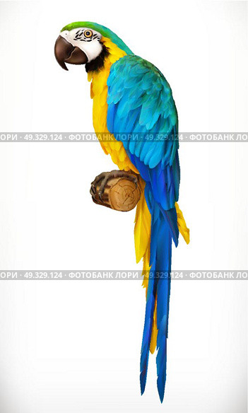 Ara parrot. Macaw. Photo realistic 3d vector icon. Стоковая иллюстрация, агентство Ingram Publishing / Фотобанк Лори