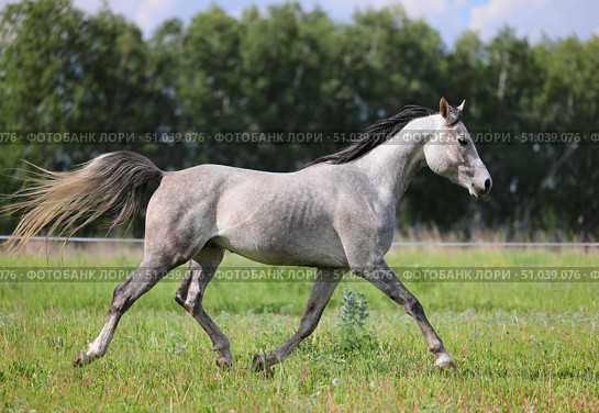 Arabian Horse runs gallop in green summer trees background. Арабская лошадь скачет галопом на фоне зеленых деревьев летом. Стоковое фото, фотограф Михаил Кондрашов / Фотобанк Лори