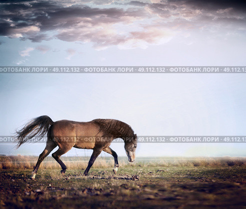 Arabian stallion horse running trot on autumn pasture. Стоковое фото, агентство Ingram Publishing / Фотобанк Лори