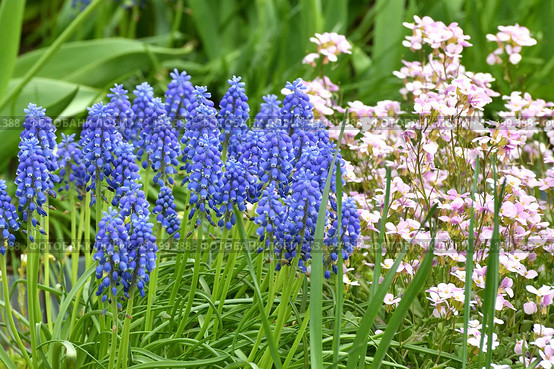 Arabis and Muscari - an early spring flower, primrose. Стоковое фото, фотограф Володина Ольга / Фотобанк Лори
