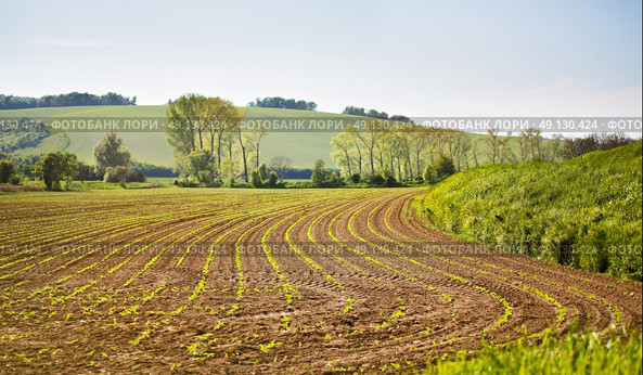 Arable spring land. Green spring farmland. Sunny rural spring landscape of South Moravia, Czech Republic. Trees near the countryside road. Стоковое фото, агентство Ingram Publishing / Фотобанк Лори