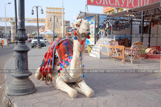 Аравийский верблюд дромедар лежит на дороге (2013 год). Редакционное фото, фотограф Некрасов Андрей / Фотобанк Лори