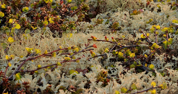 Arctic Tundra lichen moss close-up. Found primarily in areas of Arctic Tundra, alpine tundra, it is extremely cold-hardy. Cladonia rangiferina, also known as reindeer cup lichen. Стоковое фото, фотограф Андрей Армягов / Фотобанк Лори