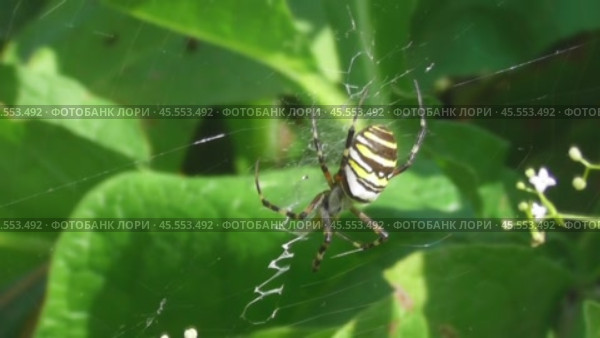 Аргиопа Брюнниха или паук-оса Argiope bruennichi. Стоковое видео, видеограф Александр Мамонтов / Фотобанк Лори