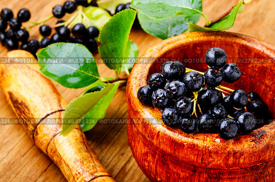 Aronia melanocarpa or black chokeberry with leaves.Herbalism. Chokeberry with leaf. Стоковое фото, агентство Ingram Publishing / Фотобанк Лори