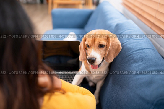 Asian young woman with beagle dog with dog training activities to obey commands in the living room of the house. Стоковое фото, агентство Ingram Publishing / Фотобанк Лори