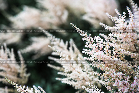 Astilba, or Astilbe (Latin. Astilbe) is a plant of the Saxifragaceae family. Pink flower background. A beautiful, healthy astilbe, blooming in pink tones. Стоковое фото, фотограф Photojuli / Фотобанк Лори