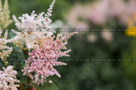 Astilba, or Astilbe (Latin. Astilbe) is a plant of the Saxifragaceae family. Pink flower background. A beautiful, healthy astilbe, blooming in pink tones. Стоковое фото, фотограф Photojuli / Фотобанк Лори