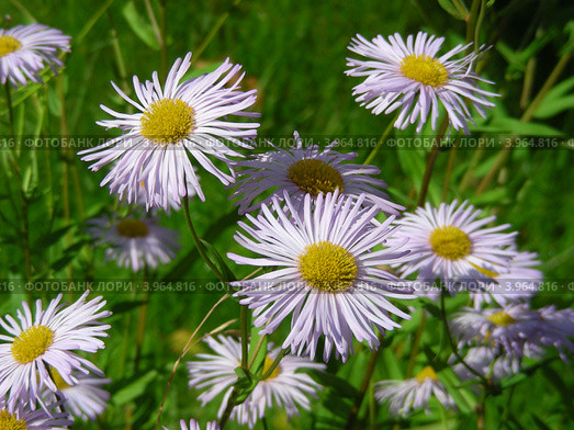 Астра ромашковидная (Aster amelloides ) на фоне зеленой травы. Стоковое фото, фотограф lana1501 / Фотобанк Лори