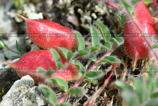 Астрагал пузырчатый, или Астрагал вздутый (лат. Astragalus physodes), макро. Стоковое фото, фотограф Игорь Архипов / Фотобанк Лори
