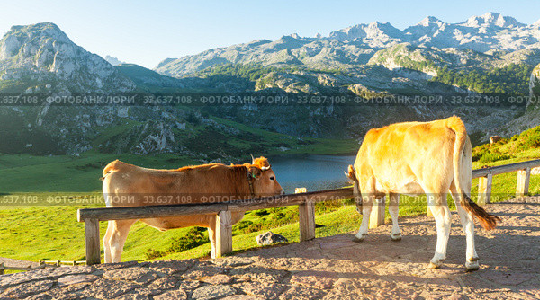 Asturian Mountain cattle cow sits on the lawn in a national park among the mountains at sunset. Стоковое фото, фотограф Татьяна Яцевич / Фотобанк Лори