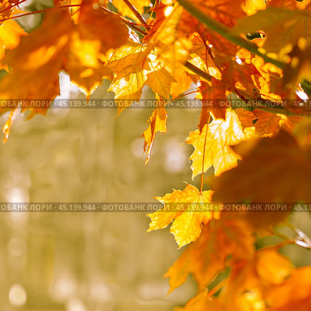 autumn abstract background of bright yellow and red leaves. Стоковое фото, фотограф Natalia Gdovskaia / Фотобанк Лори