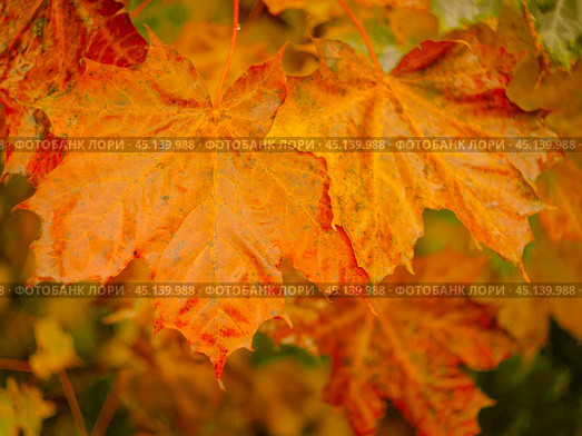 autumn abstract background of bright yellow and red leaves. Стоковое фото, фотограф Natalia Gdovskaia / Фотобанк Лори