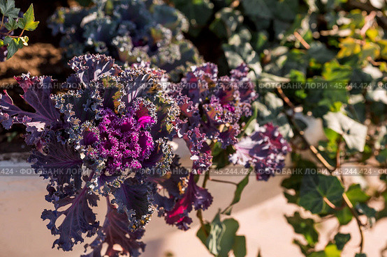 Autumn flowers. Decorative cauliflower in the garden. Autumn, sunny natural background with decorative cabbage. Стоковое фото, фотограф Photojuli / Фотобанк Лори