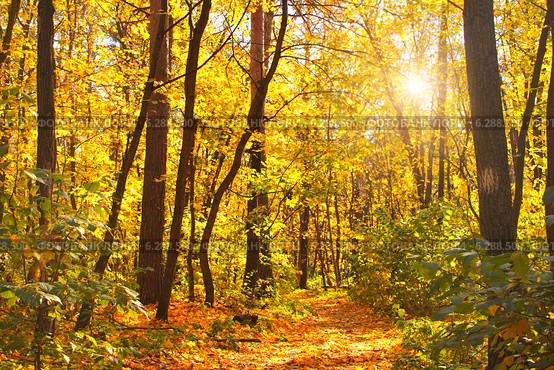 Autumn forest. Стоковое фото, фотограф Лукиянова Наталья / Фотобанк Лори