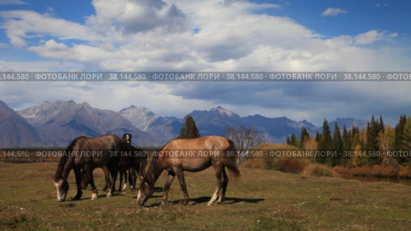 Autumn in highlands. Horses graze on meadow on bank of Irkut river against background of  mountain range and yellowed forest on sunny September day. Buryatia, Eastern Sayans, Irkut river, Tunka valley. Стоковое видео, видеограф Виктория Катьянова / Фотобанк Лори