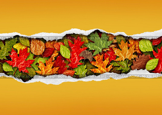 Autumn leaf background with text area copy space as a sale banner with tree leaves during a fall season as torn paper for promotional marketing sales as a composite.  . Стоковое фото, агентство Ingram Publishing / Фотобанк Лори