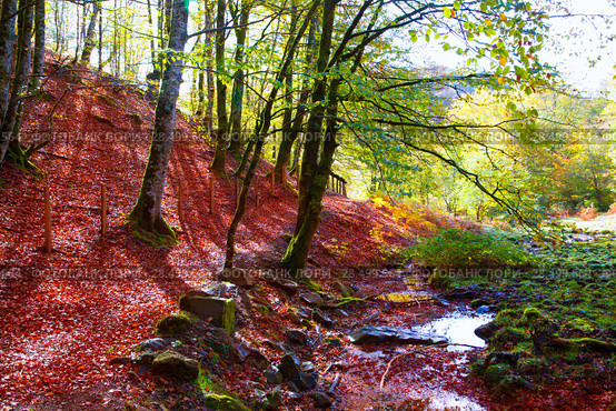 Autumn Selva de Irati fall beech jungle in Navarra Pyrenees of Spain. Стоковое фото, фотограф Tono Balaguer / Ingram Publishing / Фотобанк Лори