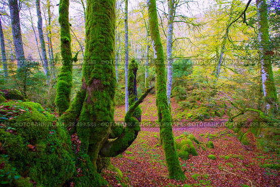 Autumn Selva de Irati fall beech jungle in Navarra Pyrenees of Spain. Стоковое фото, фотограф Tono Balaguer / Ingram Publishing / Фотобанк Лори