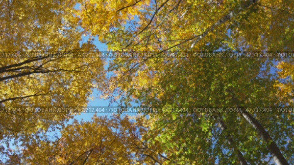 Autumn Trees Canopy: Looking up through colorful treetops in fall at a forest as leaves change color. Стоковое видео, видеограф svetograph / Фотобанк Лори