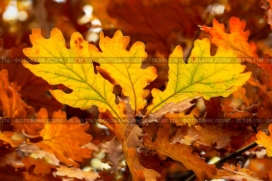 Autumn yellow and orange oak leaves . Background. Стоковое фото, фотограф Светлана Качанова / Фотобанк Лори