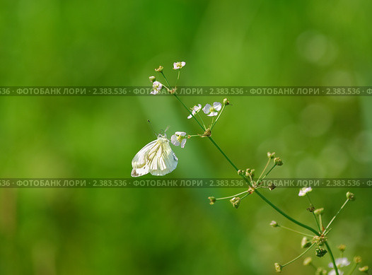Бабочка белянка (Pieris brassicae) на цветке частухи (Alísma) Стоковое фото, фотограф Алёшина Оксана / Фотобанк Лори