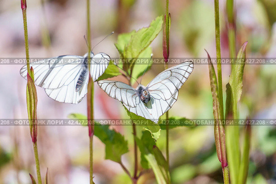 Бабочка боярышница (Aporia crataegi) сидит на цветке. Стоковое фото, фотограф Руслан Лесков / Фотобанк Лори
