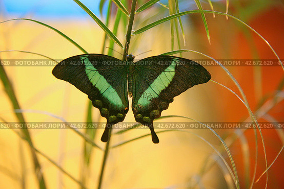 Бабочка Papilio palinurus на травинке, крупный план. Стоковое фото, фотограф Наталья Волкова / Фотобанк Лори