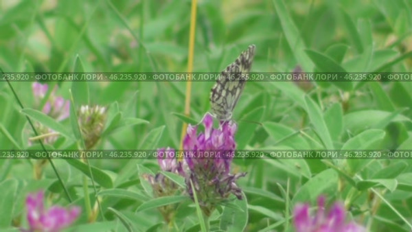 Бабочка Пестроглазка галатея Melanargia galathea. Стоковое видео, видеограф Александр Мамонтов / Фотобанк Лори