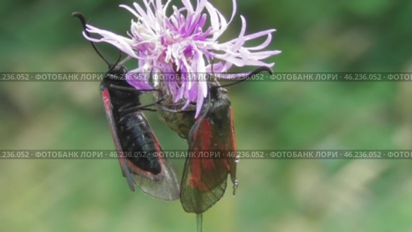 Бабочка Пестрянка скабиозовая Zygaena osterodensis Reiss. Стоковое видео, видеограф Александр Мамонтов / Фотобанк Лори
