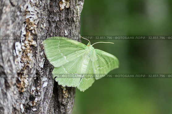 Бабочка пяденица зеленая большая на стволе дерева. Butterfly large emerald (Geometra papilionaria) on a tree trunk. Стоковое фото, фотограф Евгений Романов / Фотобанк Лори