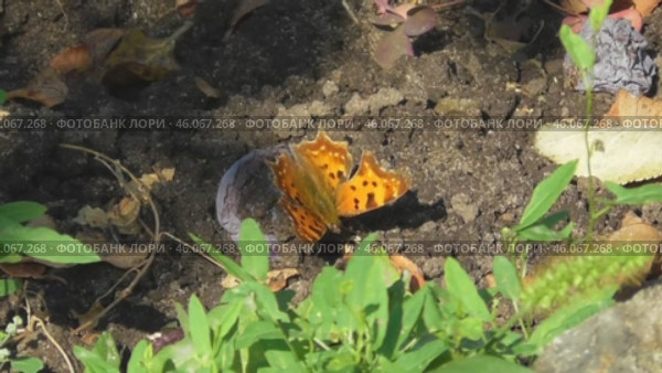 Бабочка углокрыльница c-белое Polygonia c-album. Стоковое видео, видеограф Александр Мамонтов / Фотобанк Лори