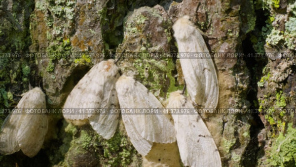 Бабочки непарного шелкопряда (Lymantria dispar) на стволе дерева. Butterflies of a gypsy moth (Lymantria dispar) on a tree trunk. Стоковое видео, видеограф Евгений Романов / Фотобанк Лори