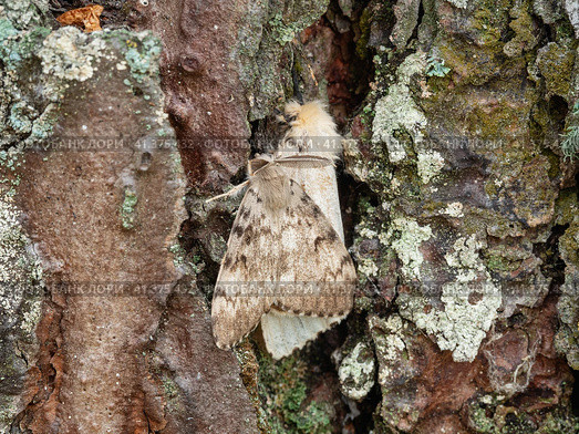 Бабочки непарного шелкопряда (Lymantria dispar) на стволе дерева. Butterflies of a gypsy moth (Lymantria dispar) on a tree trunk. Стоковое фото, фотограф Евгений Романов / Фотобанк Лори