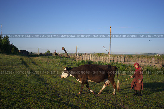 Бабушка гонит корову (2008 год). Редакционное фото, фотограф Талдыкин Юрий / Фотобанк Лори