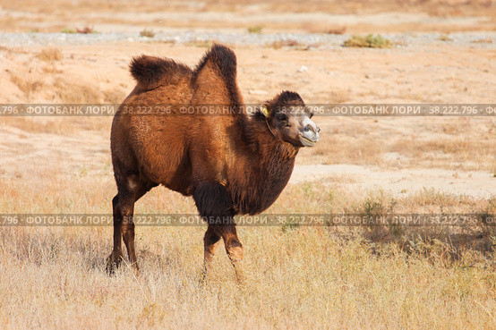 Bactrian camel. Стоковое фото, фотограф Art Konovalov / Фотобанк Лори