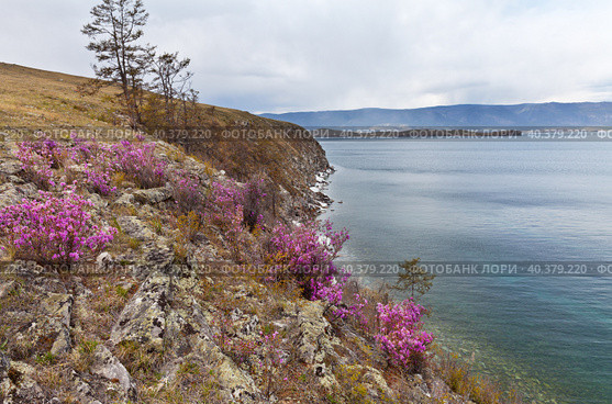 Baikal Lake in springtime. On the slopes of the rocky coast of Olkhon Island, there are bushes of wild pink rhododendron, or, as the locals call it, bagulnik. The last ice floes are melting at the rocks. Стоковое фото, фотограф Виктория Катьянова / Фотобанк Лори