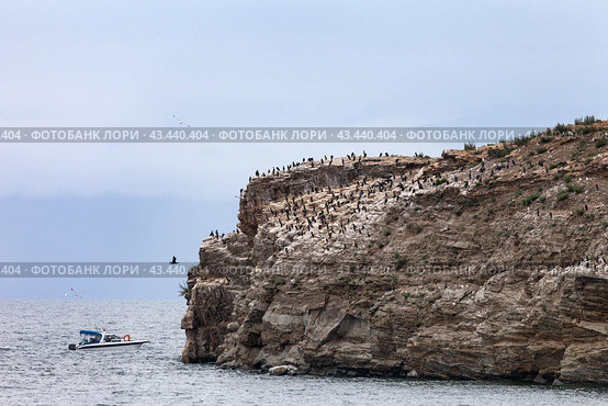 Baikal Lake in summer. Tourists on motor boat approach to Kharantsy Island, where many cormorants have settled. Birds cormorants in their natural habitat. Summer travel in Pribaikalsky Natural Park. Стоковое фото, фотограф Виктория Катьянова / Фотобанк Лори