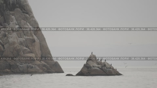 Бакланы на скале. Стоковое видео, видеограф Кузнецов Александр / Фотобанк Лори