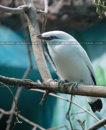 Балийский скворец или балийская майна. Bali Starling. Bali myna (2023 год). Стоковое фото, фотограф Галина Савина / Фотобанк Лори