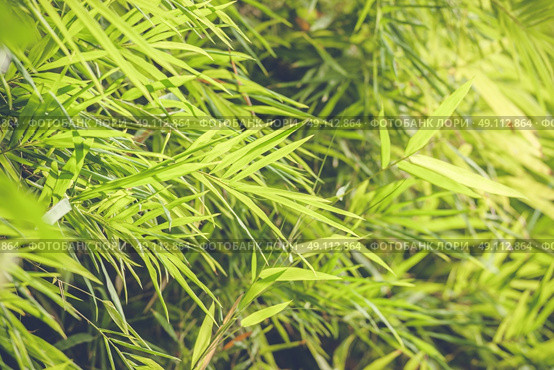 Bamboo leaves in a rainforest in daylight. Стоковое фото, агентство Ingram Publishing / Фотобанк Лори