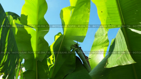 Banana tree, cultivated plant of the genus Banana Musa. Large green beautiful banana leaves sway in the wind. Blue sky. Banana plantation in Ecuador. Tropical sunny evening. Tourism and agriculture. Стоковое видео, видеограф Юлия Петровская / Фотобанк Лори