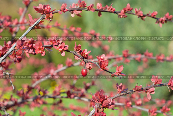 Барбарис Тунберга краснолистный (Berberis thunbergii) весной Фокус по центру. Стоковое фото, фотограф Svet / Фотобанк Лори
