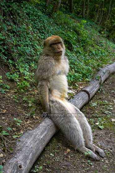Barbary apes macaca sylvanus macaque monkey. Barbary apes macaca sylvanus macaque monkey outdoor. Стоковое фото, агентство Ingram Publishing / Фотобанк Лори
