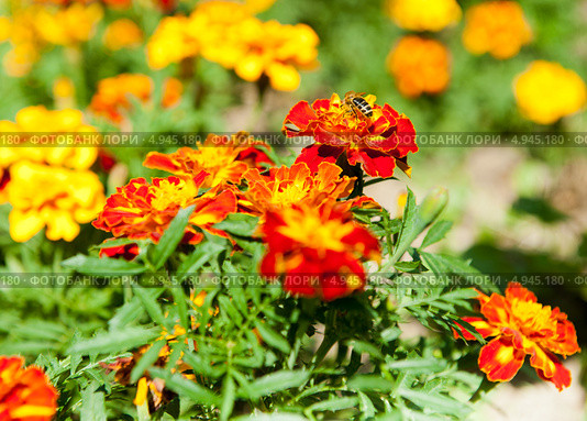 Бархотцы (Tagetes) Стоковое фото, фотограф E. O. / Фотобанк Лори