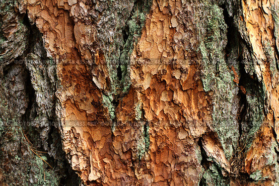 bark of a larch tree in close-up. natural background. Стоковое фото, фотограф Есич Елена / Фотобанк Лори